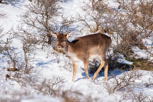 Fallow deer AWD