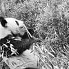 Großer Panda beim Bambus essen. Der bedrohte Bär aus Asien mit schwarz von Martin Köbsch