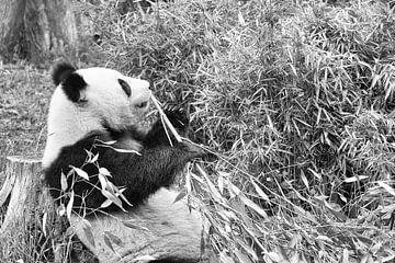 Reuzenpanda die bamboe eet. De bedreigde beer uit Azië met zwarte van Martin Köbsch