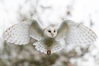 barn owl flying in an orchard with the blossom in the background