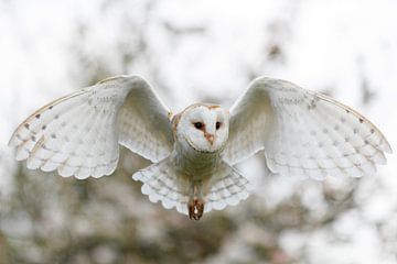 chouette effraie volant dans un verger avec des fleurs en arrière-plan sur Henk Bogaard