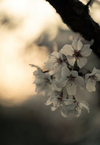 Blumen Teil 470