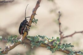 Weaver beetle by Marijke Arends-Meiring