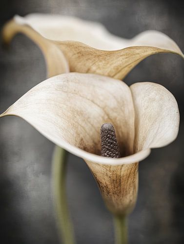 Calla