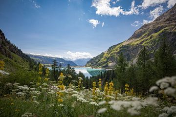 Flowered Dam van Frans Andree