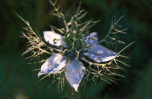 A young lady, a beautiful flower and a sky-blue star, caught in a web of green threads, as if a wisp of mist were gently embracing the flower and shielding it from the world. Her beauty hovers between dream and reality, a mysterious apparition that whispers of hidden passion