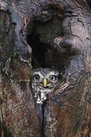 Steenuil (Athene noctua)