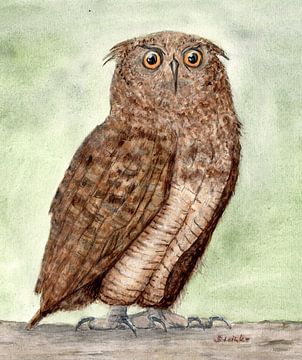 Owl by Sandra Steinke