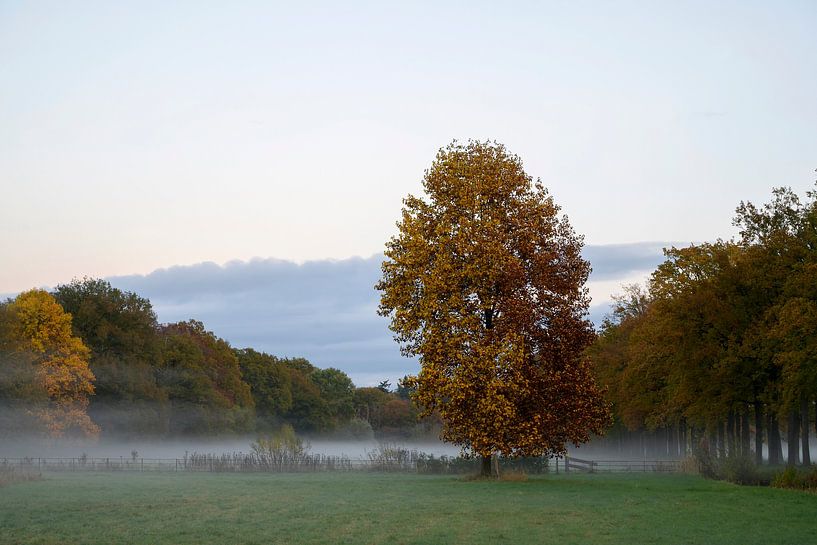 Nebel in 's Graveland von Barbara Brolsma