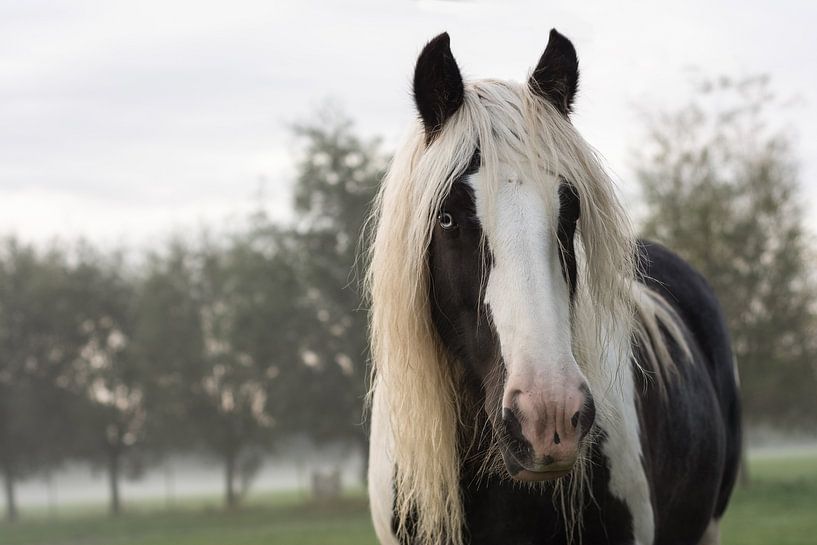 Irish Cob by Lucia Leemans