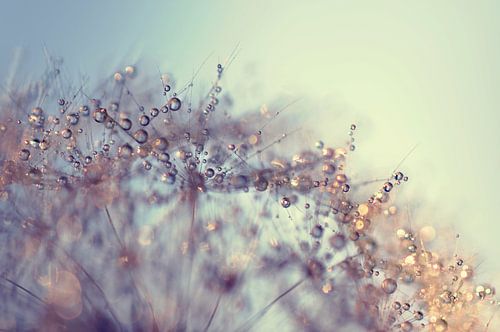 Macro - Paardenbloem