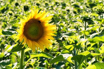 Zonnebloem individueel afgebeeld op een zonnebloemveld van Martin Köbsch