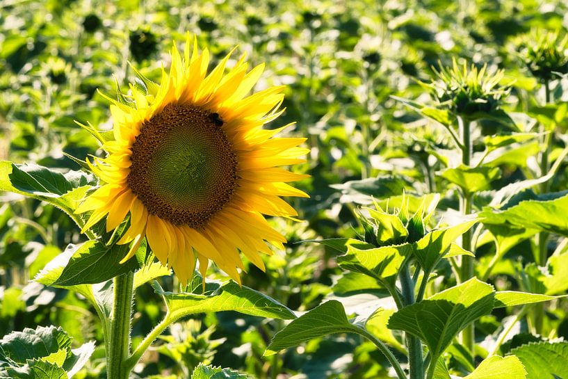 Sunflower shown individually on a sunflower field by Martin Köbsch