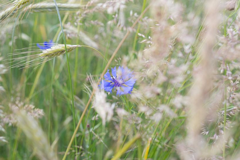 Kornblume zwischen den Körnern von Yorrit v.d.Kaa