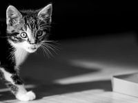 Kitten mischief on the way