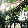 Soleil matinal dans la serre du jardin botanique sur Diana van Neck Photography