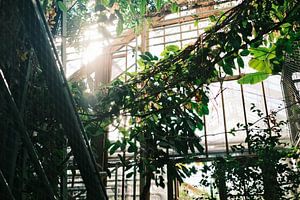 Soleil matinal dans la serre du jardin botanique