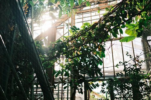 Morning sunshine in the botanical greenhouse by Diana van Neck Photography