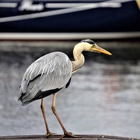 Blue heron by Patricia Fotografie