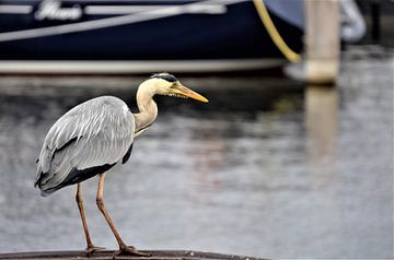 Blauwe reiger van Patricia Fotografie