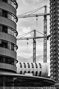 Kräne @ Rotterdam