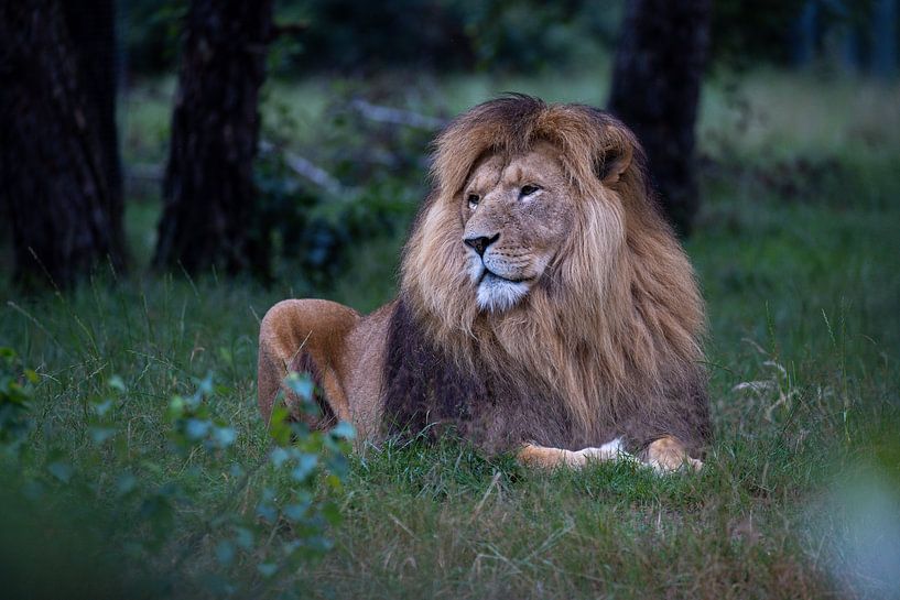 Resting lion in the grass, king in silence by Thijs Schouten