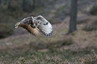 Bengaalse Oehoe ( Bubo bengalensis ), uil in vlucht, zeer mooie vleugelhouding, actie opname. van wunderbare Erde thumbnail