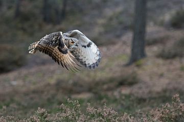 Indian Eagle-Owl / Rock Eagle-Owl ( Bubo bengalensis ) flying through the woods, flapping its wings, by wunderbare Erde