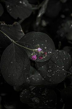 Macro photography of droplets on a leaf in autumn in the Netherlands