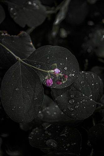Macrophotographie de gouttes sur une feuille en automne aux Pays-Bas