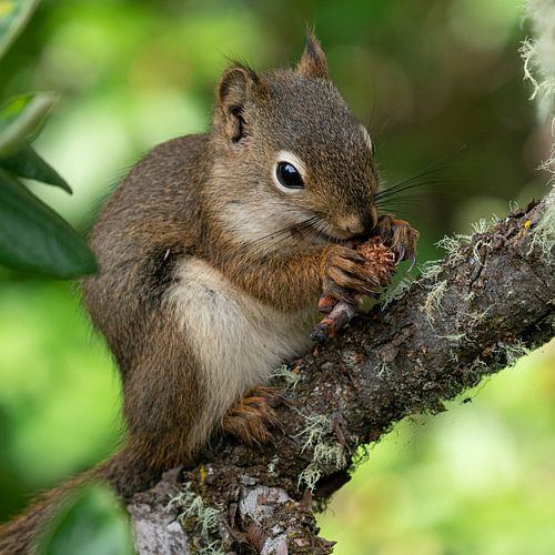 Rode eekhoorn (Tamiasciurus hudsonicus), Banff National Park, Alberta, Canada