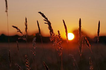Gras en graanstengels tegen de ondergaande zon van cuhle-fotos