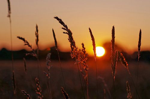 Gras en graanstengels tegen de ondergaande zon