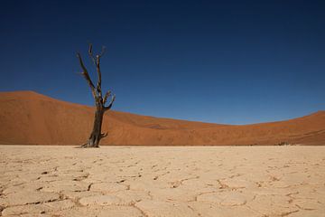 Deadvlei, Namibië van Dennis Van Den Elzen