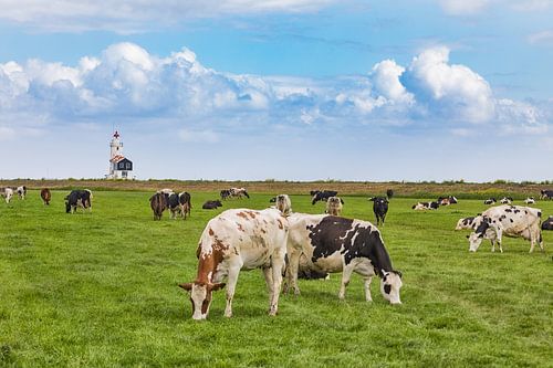 Een kudde grazende koeien voor de vuurtoren in Marche