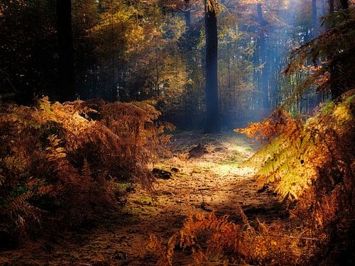 Een prachtig herfst bos met zonneharpen die de varens een gouden gloed geven