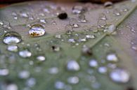 Drops on an autumn leaf by Matthijs Damen thumbnail