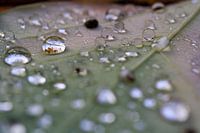 Drops on an autumn leaf