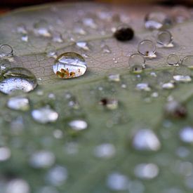 Drops on an autumn leaf by Matthijs Damen