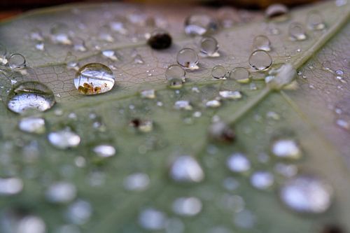 Drops on an autumn leaf by Matthijs Damen