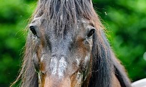 contact met paard