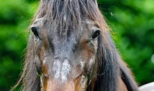 contact met paard van Vrije Vlinder Fotografie