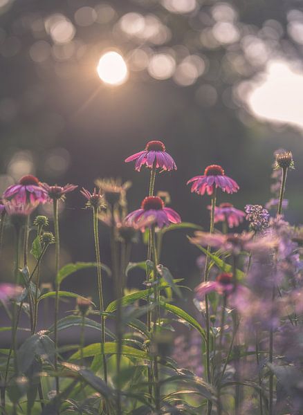 bloemen part 178 van Tania Perneel