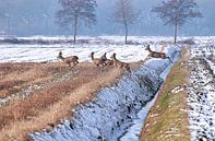 Deer in snowy landscape Drenthe by Ans Houben thumbnail
