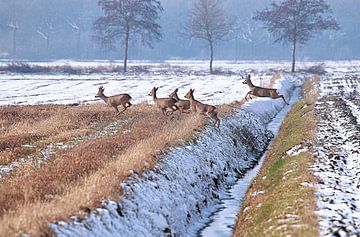 Hirsche in verschneiter Landschaft Drenthe von Ans Houben