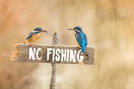 Kingfisher on fishing prohibited sign by Dieter Meyrl