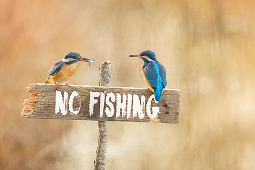 Kingfisher on fishing prohibited sign