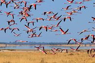 Roze vlucht - Flamingo van Sharing Wildlife thumbnail
