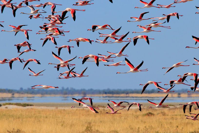 Roze vlucht - Flamingo van Sharing Wildlife