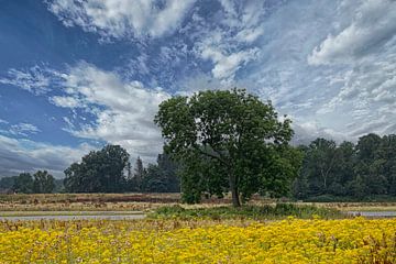 de Maasarm, natuurgebied in Limburg.